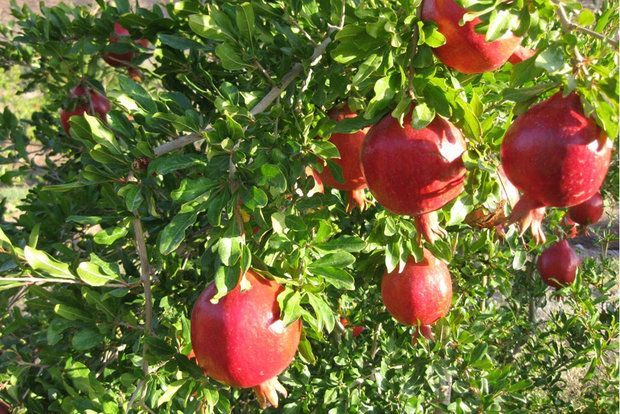 پیش بینی برداشت 33هزارتن انارازسطح باغات فردوس